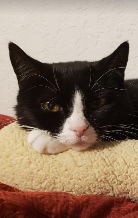 Koki